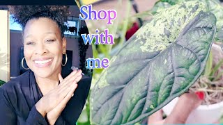 Shop With Me RARE Plants $19.99 #bigy #lowes #variegatedalocasia