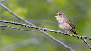 A Few Singing Birds--Early May