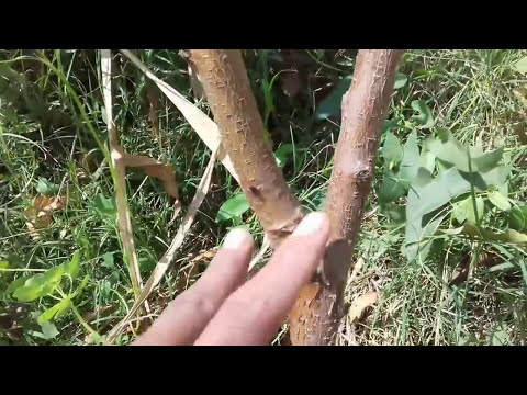 تقليم وتربيه شجره خوخ صغيره Peach tree Help