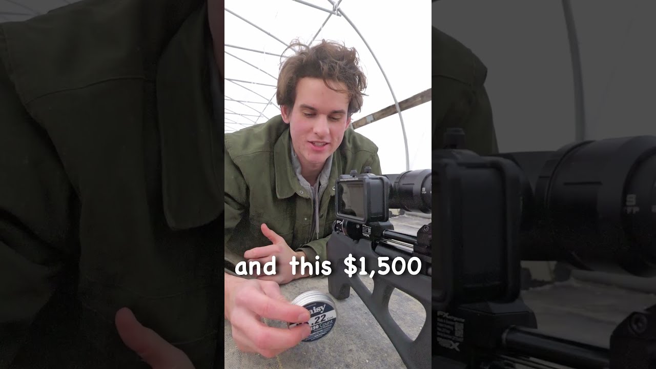 Cheap VS Expensive Pellets Airgunhunting Hunting Shorts
