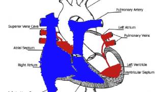 Hannahs Heart Animation