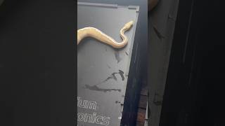2. Understand Genetics #fyp #ballpythons #ballpythonbreeding #reptiles #snake