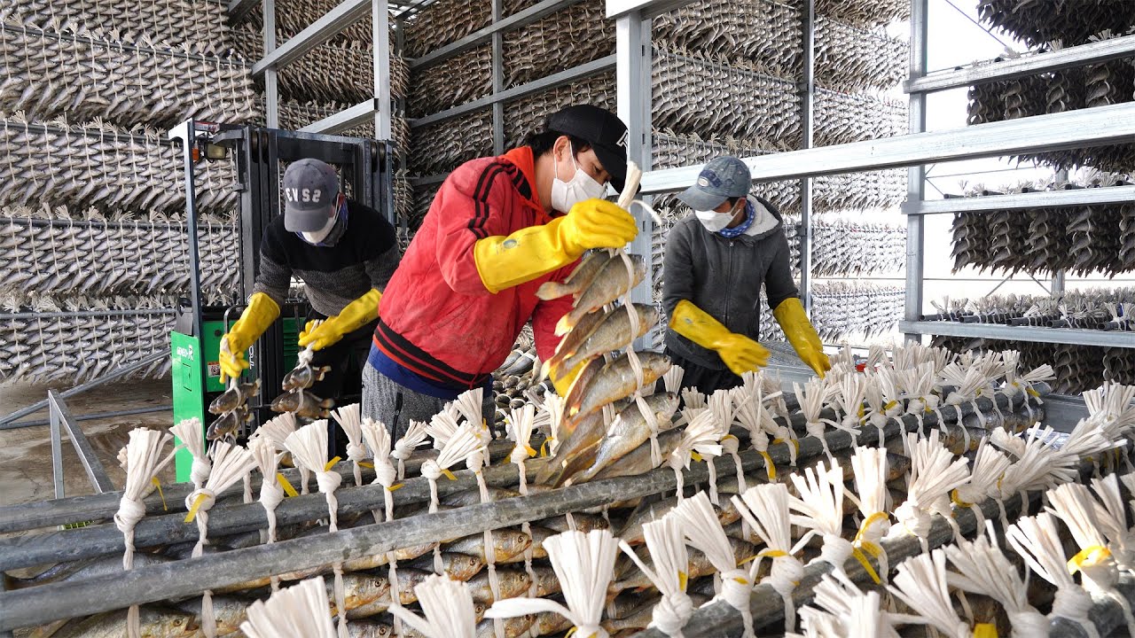 굴비 20마리에 9,900원? 하루 3000박스 팔리는 영광굴비 공장┃Dried Yellow Corvina, Cutlassfish, Korean fish food