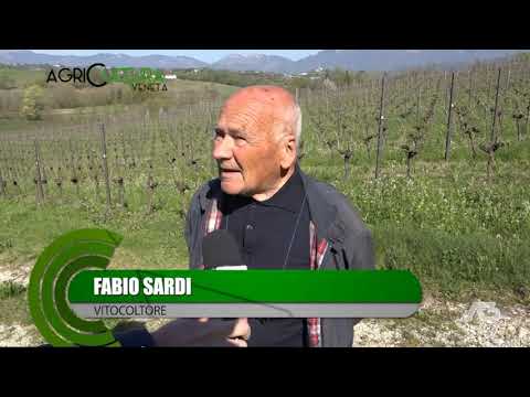 AGRICULTURA VENETA  | 24/04/2022 20:23