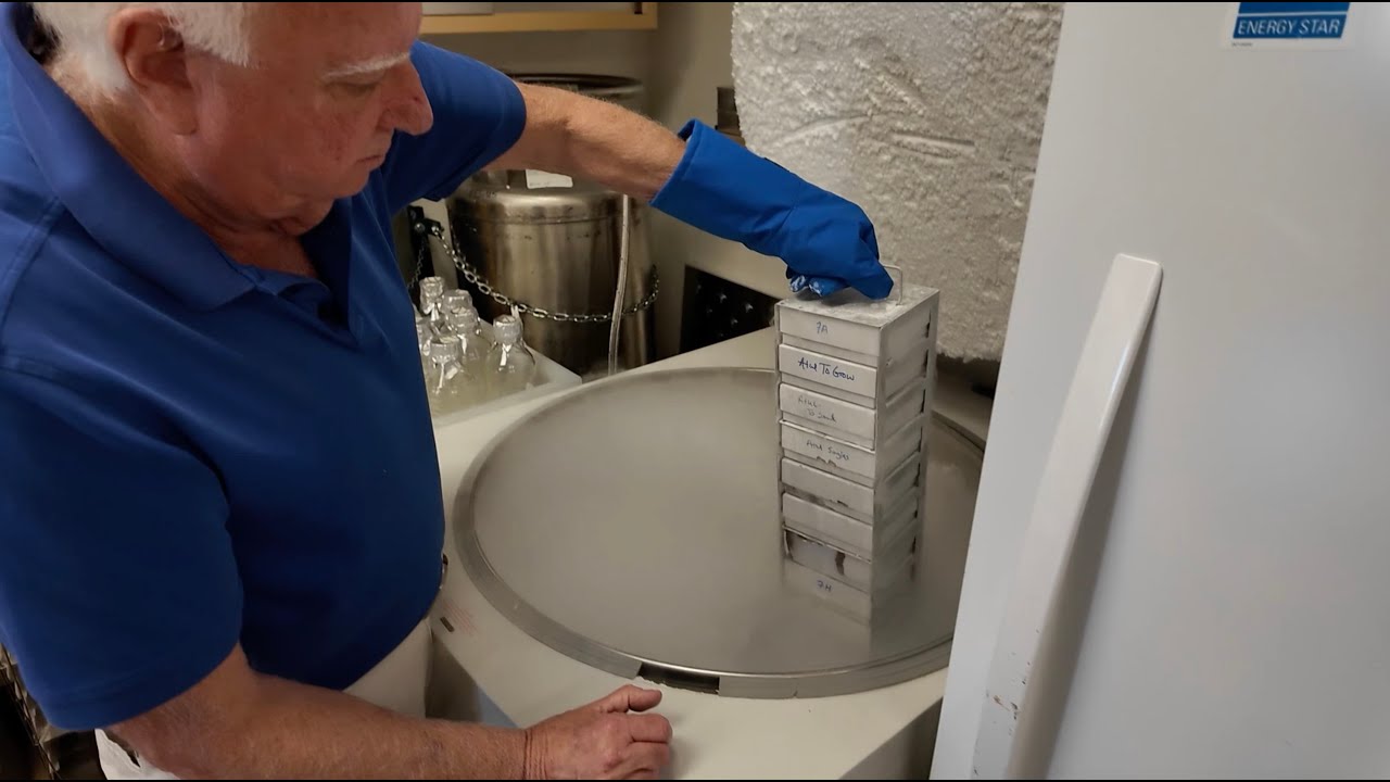 Can immunotherapy treat solid tumors?