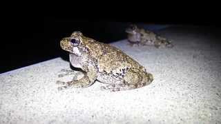 Gray Tree Frogs Calling