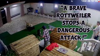 Hero Rottweiler Saves Worker From Unexpected Attack Caught On Cctv