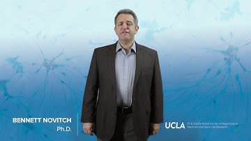 Using brain organoids to understand and develop treatments for brain disease | Bennett Novitch, Ph.D