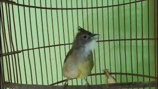 Cucak jenggot Betina Gacor siang malam