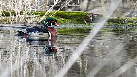 Morning in the Marsh