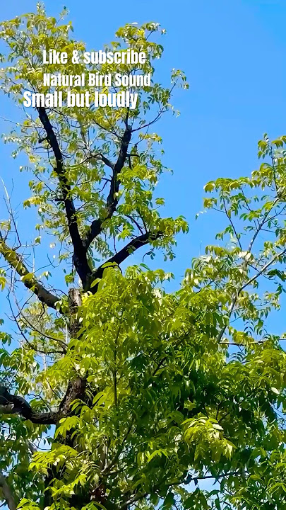 Coppersmith Barbet Singing 🎶 #birdsong