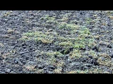Βίντεο: Πληροφορίες Crimson Clover: Μάθετε πώς να καλλιεργείτε βυσσινί τριφύλλι στον κήπο