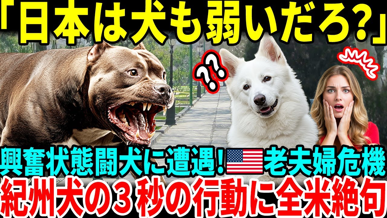【海外の反応】「日本犬が米国の闘犬に対抗できるわけがないだろ」興奮状態のピットブルに散歩中の老夫婦が遭遇！守ろうとした、日本の天然記念物紀州犬の行動に全米が震撼した衝撃の理由！！【日本賞賛】
