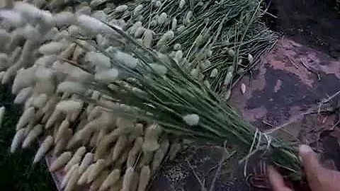 И вот пришло время срезать заячий хвостик(лагурус).