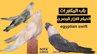 الحمام المكنيرات اجمل انواع الحمام الغزار المصري بالتفصيل