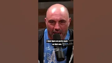 Joe Rogan On How Lions And Tigers Differ 