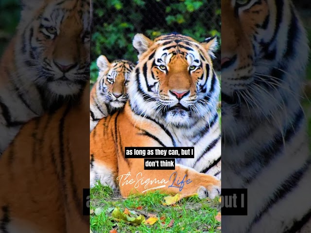 Joe Rogan on How Lions and Tigers Differ class=
