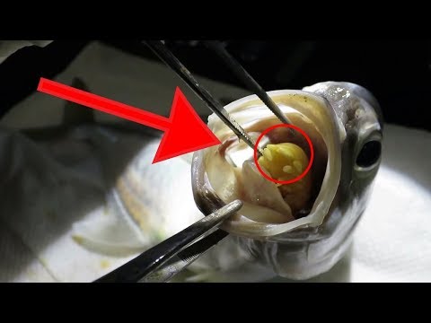 Video: Cá Gì Tốt Nhất để Hút