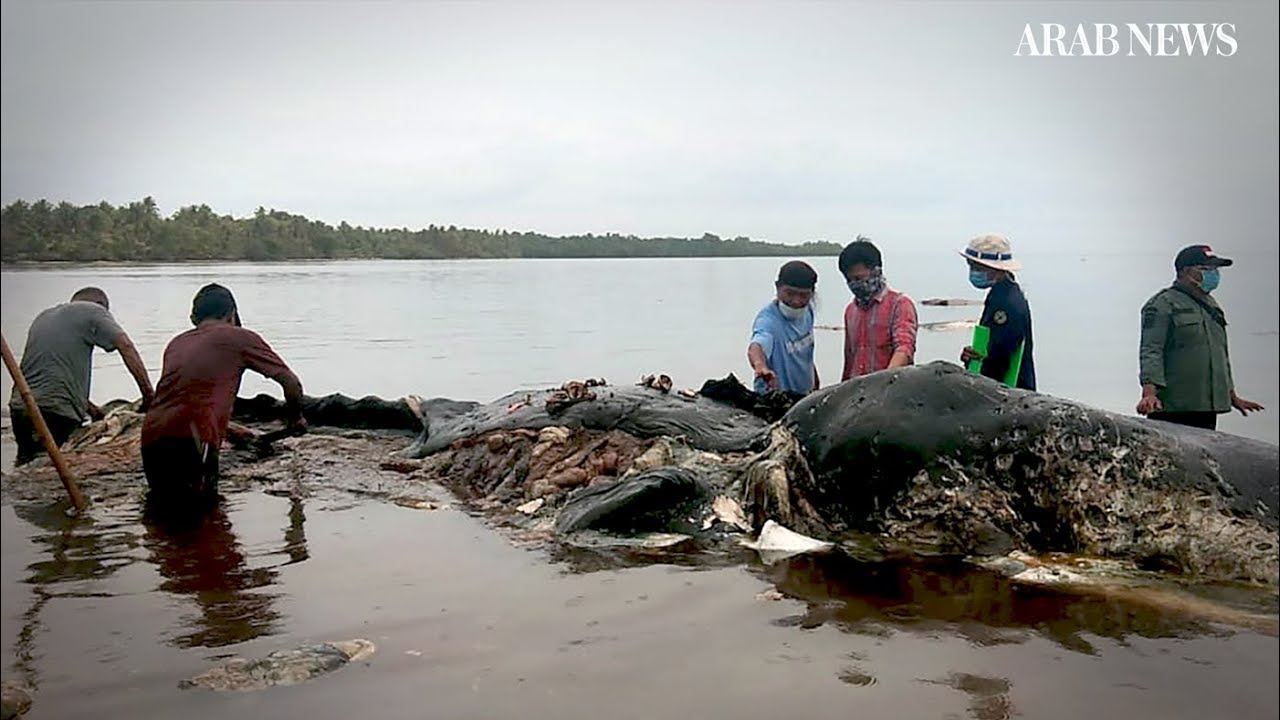 Dead Sperm Whale In Indonesia Found With 6kg Of Plastic In Stomach 