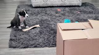 Cute Puppy Scared Of Box 👱‍♀️🐶🤣