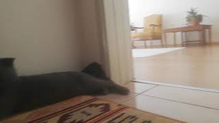 Şok Şok Şok Ağlayan Kedi Ponçik