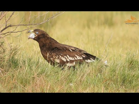 Steppe Eagle عقاب السهوب أو عقاب السهول من طيور محافظة ظفار سلطنة عمان 