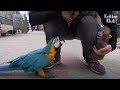 Parrot And Baby Monkey Ended On Bad Terms, Because.. | Kritter Klub