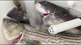 Tautog and Striper fishing at Tiverton, RI (5/5, 2024)