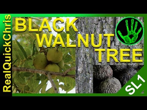 identifying a black walnut tree and eating the nuts