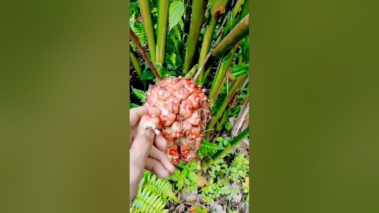 Torch ginger fruit Etlingera elatior youtubeshorts 