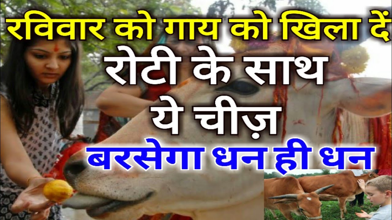 Image result for रविवार को गाय को रोटी के साथ दे थोड़ा सी ये चीज़