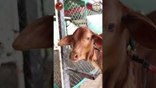 Pure ghee doesn’t come from factories | GoGhritha–Bilona A2 Desi Cow Ghee | Farm To Home #farmtohome