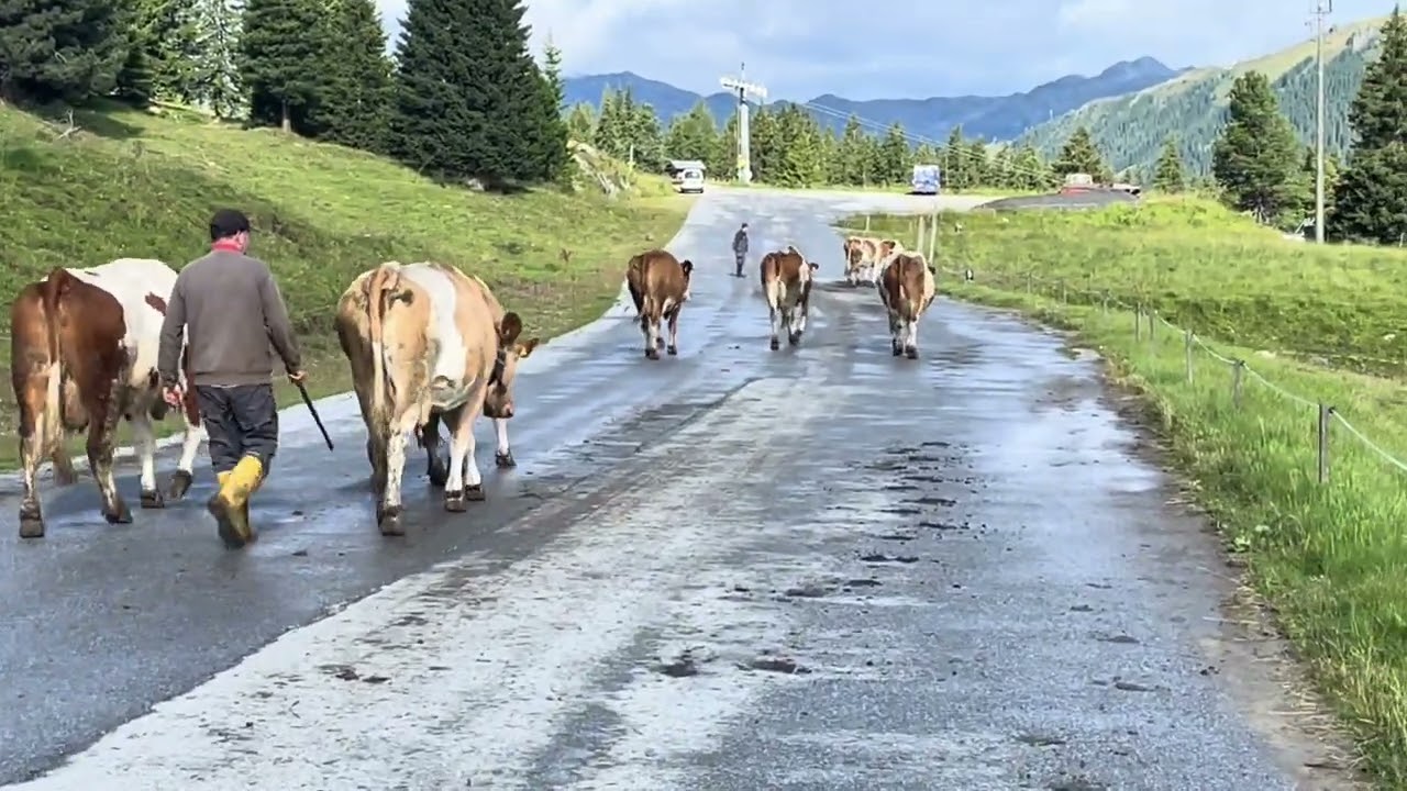 Cattle on the Hill 😆😆 Austria HochKrimml