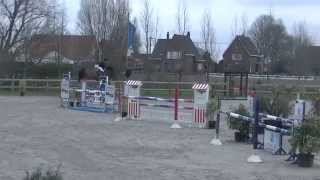 Justine Van De Ronevallei 6Yo Mare Wvur Flandria Sold