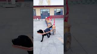 When an even puppy joins the workday