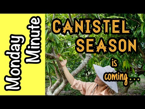 Video: Canistel Tree Care: Lær at dyrke æggefrugttræer i landskabet