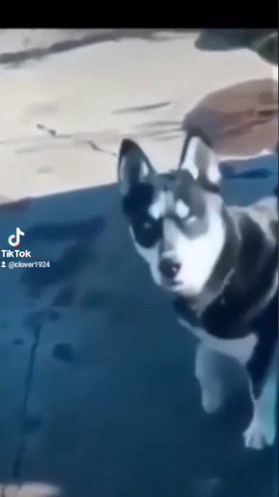 woi anjing, lah kok ngamuk ? 😂