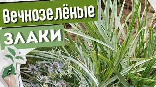 видео: Сборник вечнозелёных декоративных трав для сада. Обзор сортов и вид злаков в композициях в цветнике. картинка: Сборник вечнозелёных декоративных трав для сада. Обзор сортов и вид злаков в композициях в цветнике.