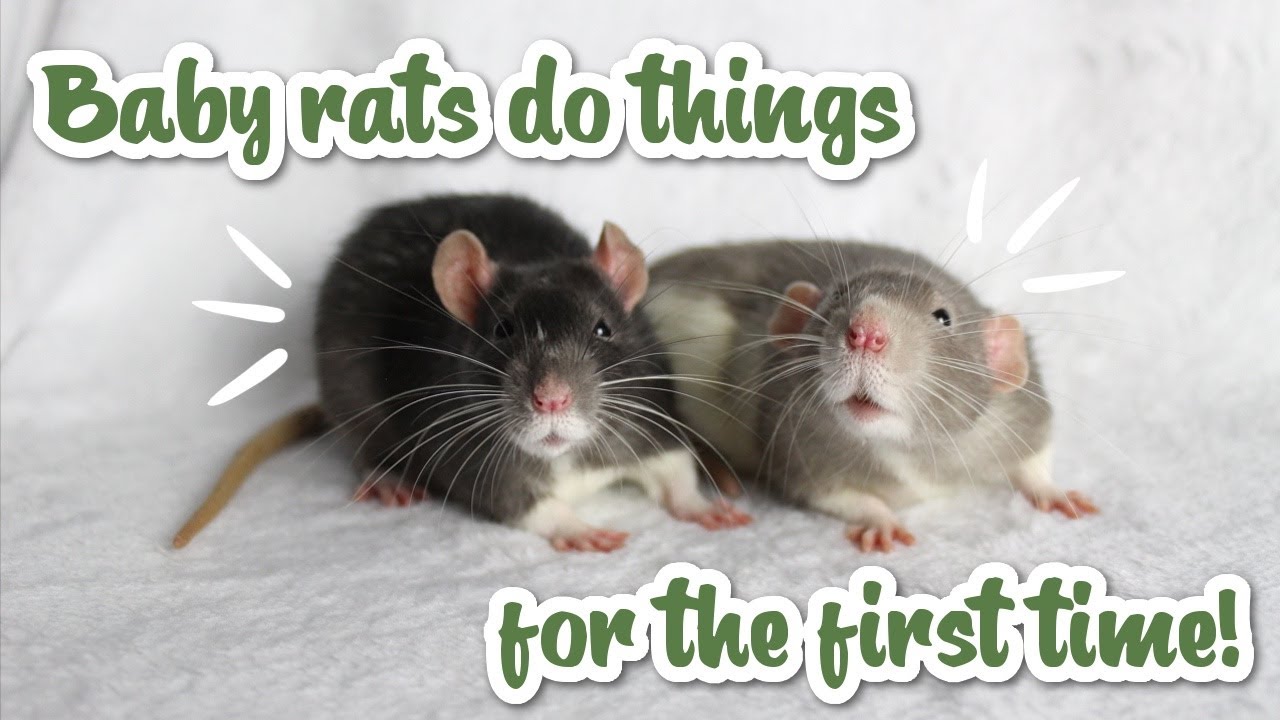 Cute baby rats do things for the first time! - YouTube