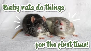 Cute baby rats do things for the first time!