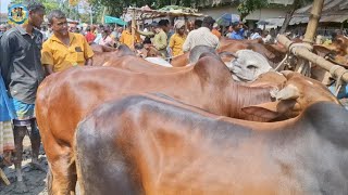 @ ৬/৫/২০২৬|| কেন লটারি খেলতে চায় সাহেব আলী, কুরবানির বড় বড় ষাঁড় গরুর দাম খোচাবাড়ী হাটে??