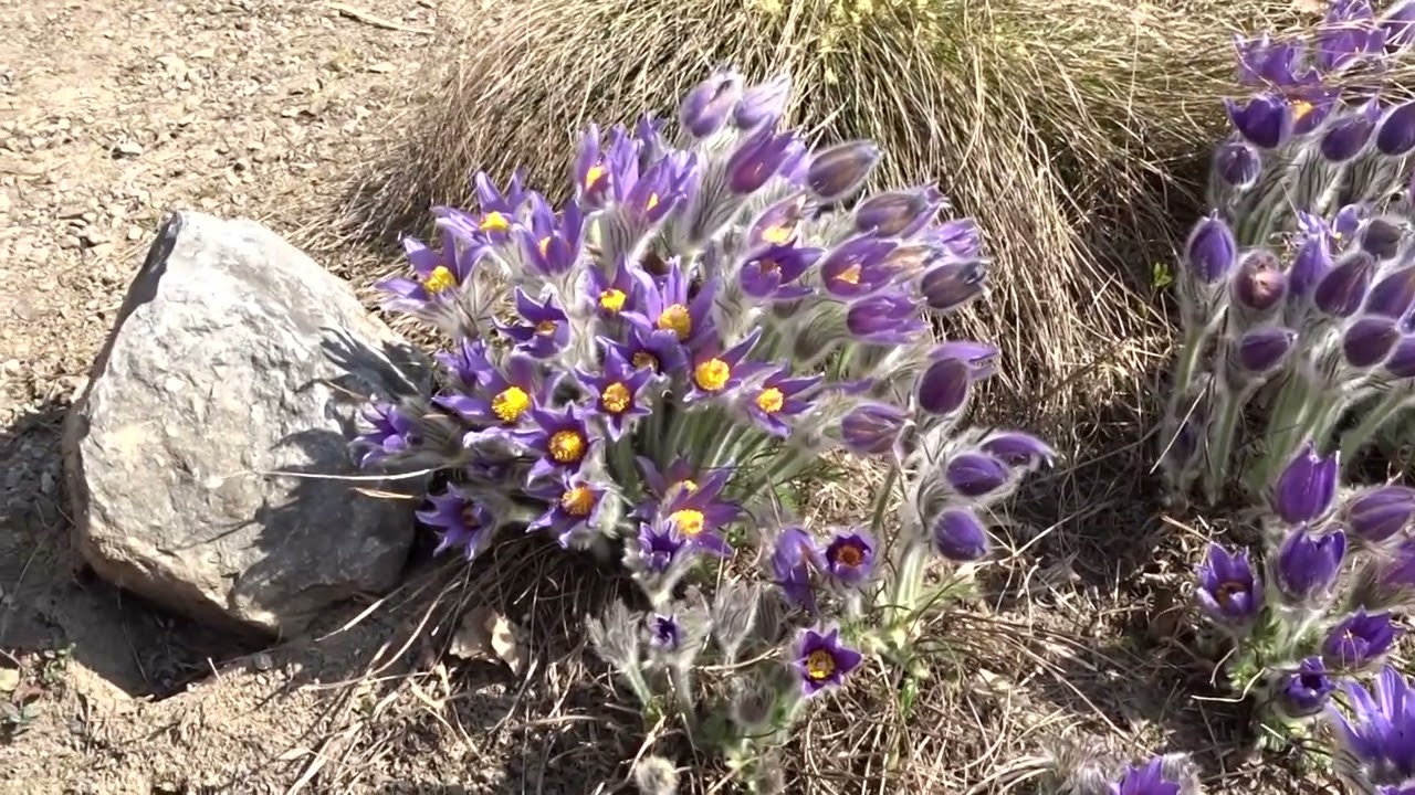 Pulsatilla grandis Wender. čes. koniklec velkokvětý slov. poniklec veľkokvetý