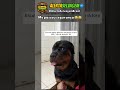 ME PASSOU SEGURANÇA 😂 | #animal #cachorro #engraçado