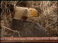 Орнитологи выходили магаданского орлана