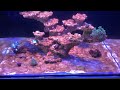 Морской аквариум водоросли