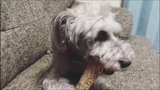 犬_おやつ_無添加　ウマウマレポート　ごましおちゃん　エゾ鹿角をかじるっ！　北海道産_国産_犬猫のおやつシズカ_sizuka_エゾマルシェ_ドッグフード_ペット_好き_手作り_エゾ_鹿角