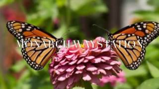 APES Citizen Science Project: Monarch Waystation
