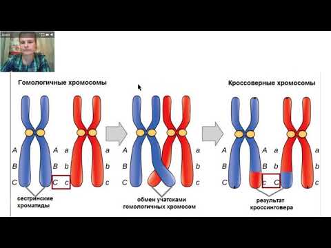 ЕГЭ_Биология. Часть 2. Кроссинговер. Картирование хромосом.