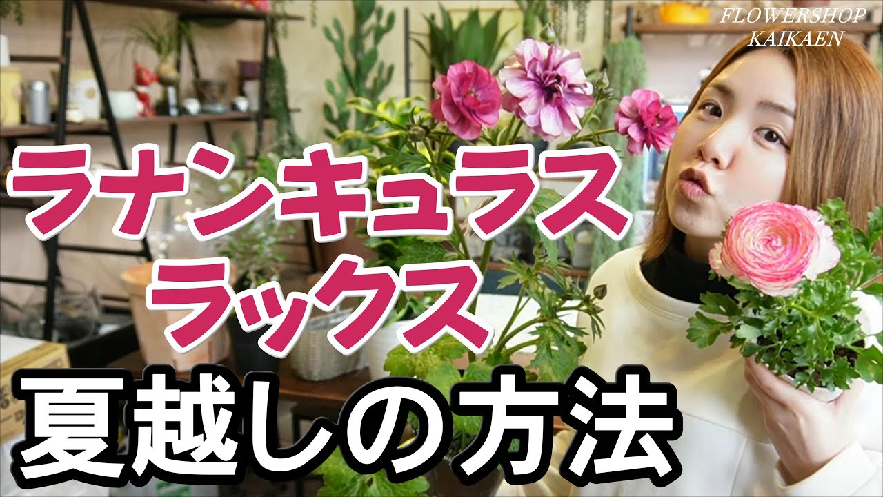 ラナンキュラスラックス　夏越しの方法　特徴　育て方　管理方法　ラナンキュラスとの違い　肥料　植えっぱなしOK【おうちでガーデニング】開花園チャンネル