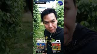 พรกไทยPnk สนใจตดตอ พยงซบขอน 086 250 9134 สมศร 092 4422 928